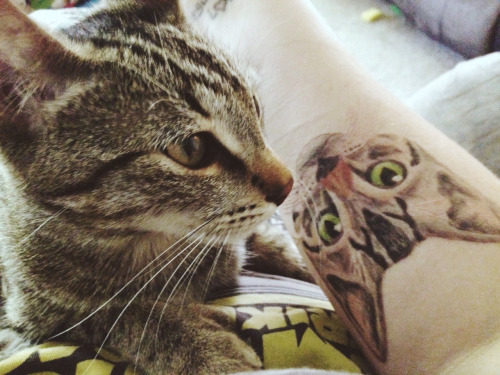 Cat Tattoo: significati, suggerimenti per gli artisti e oltre 100 ispirazioni!